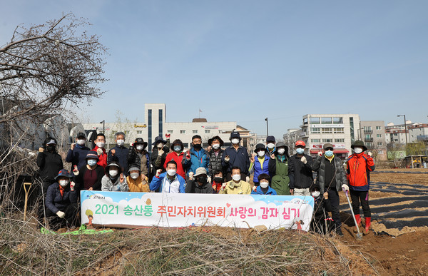 송산동 주민자치위원회 사랑의 감자 심기에는 많은 주민과 공무원 시도의원이 참여했다. 