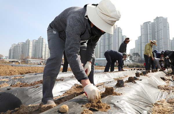최윤호 송산동 주민자치위원장이 감자를 심고 있다. 