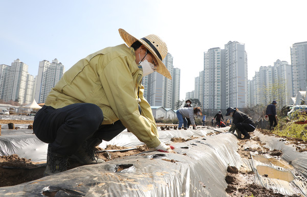 강병의 송산동장도 참여해 감자씨를 넣으며 흙을 덮었다.