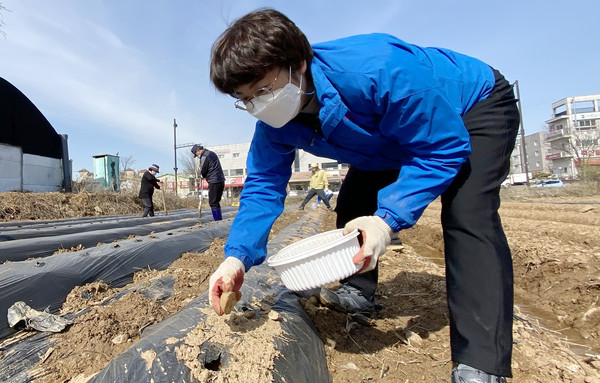 고은정 경기도의원도 일찍 나와 감자심기에 끝까지 참여했다.