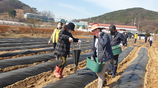 450여 평의 사리현동 밭에서 오전 일찍부터 주민자치위원과 관계자들이 감자를 심었다.