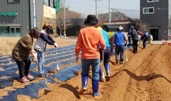 협의체 위원들이 감자를 심고 있다.