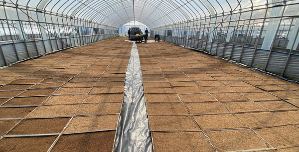 모판으로 가득찬 공동육묘장.