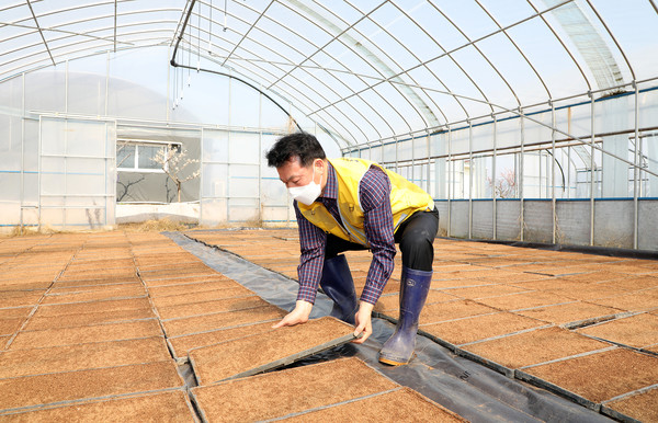 임용식 조합장도 모판 하나하나를 나르며, 농민들과 함께 했다..