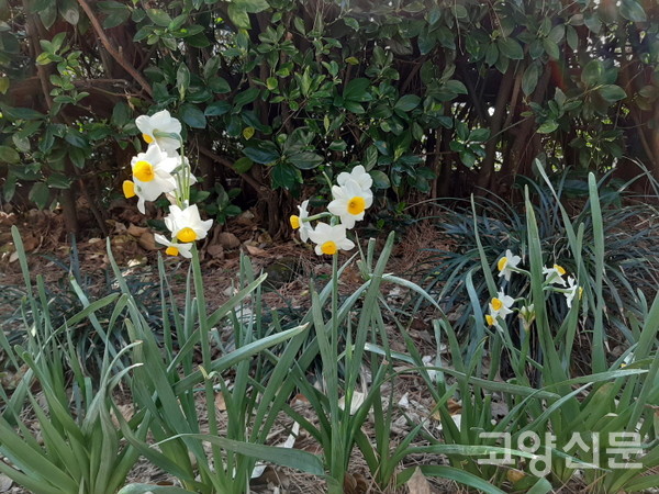 식물의힘에서 리츠 선생을 일깨워준 수선화. 제주도에서 2월에 만났다. [사진=김윤용]