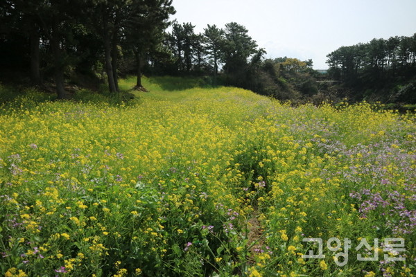 3월말 제주도 유채꽃 풍경. 사람들은 식물 속에서 생기를 느낀다.  [사진=김윤용]