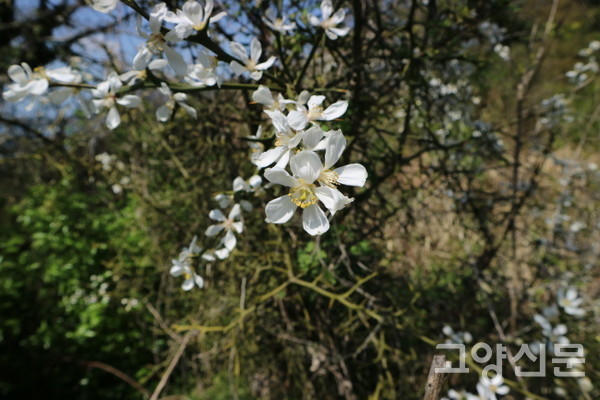 3월 제주도에서 찍은 탱자나무 꽃. 호수공원 탱자나무도 곧 있으면 꽃이 필 것이다. [사진=김윤용]