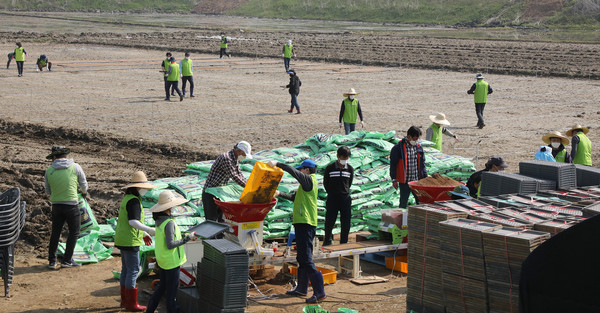 누구랄것도 없이 나란히 모판을 담고 왕복 100m를 걸어 못자리에 모판을 가져다 놓았다. 