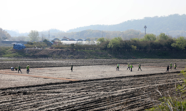못자리 논은 넓었다. 이날 담은 모판은 4천장이다.