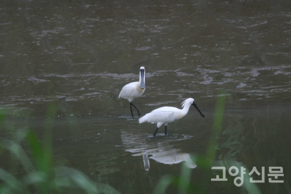 버드나무숲 갯골의 저어새. [사진제공=에코코리아]
