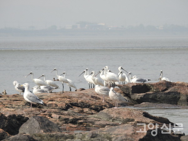 장항습지 소금섬의 저어새. [사진제공=에코코리아]
