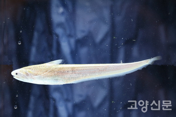 장항습지의 웅어(성어) [사진제공=에코코리아]