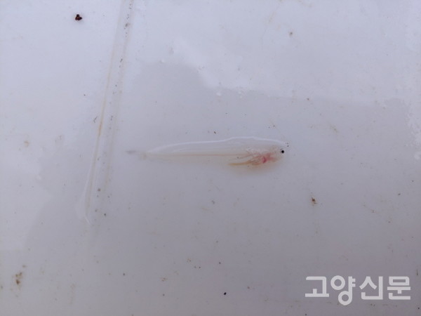 장항습지에서 태어난 웅어 새끼. [사진제공=에코코리아]