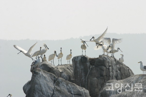 서해 무인도의 저어새(강화도 각시바위). [사진제공=에코코리아]
