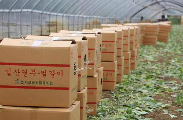 이종철 회장의 일산열무는 시장에서 더 좋은 가격으로 거래된다. 물론 품질이 좋아서다.