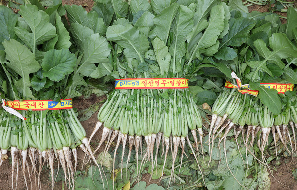 일산열무 이외에도 다양한 엽채류를 생산하고 있다. 품질은 성실함을 뒷받침 해준다.