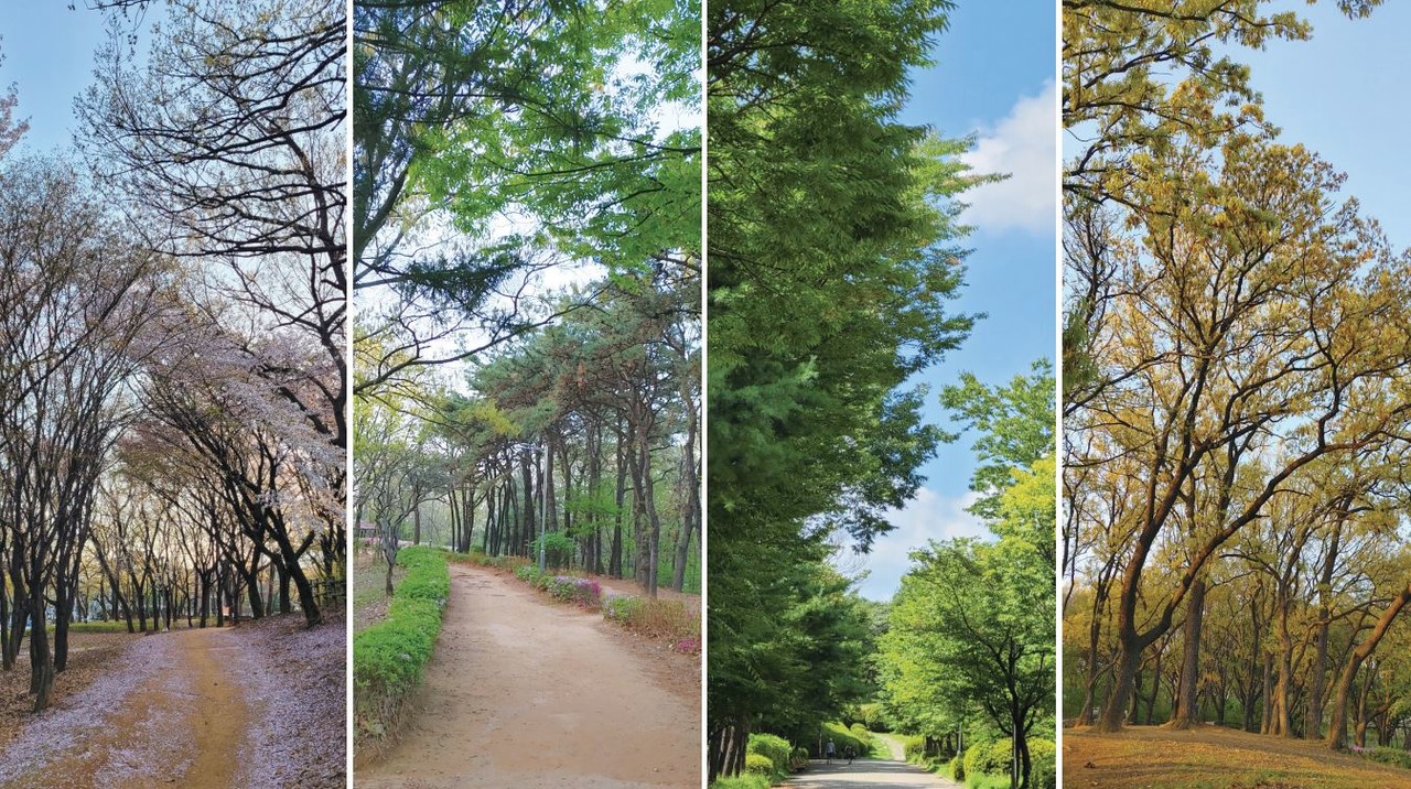 성저공원은 일산 성저마을과 후곡마을 사이에 있는 작은 공원이다. 동네 뒷산만큼도 안 되는 야트막한 언덕이고, 한바퀴 돌아도 5~10분도 안되는 자그마한 숲이다. 그래도 벤치에 앉아 숲을 바라보면 그곳에서 긴 세월 자리를 지켰을 키가 큰 고목들이 하늘을 향해 쭉쭉 뻗어 있어서 아주 오래된 숲에 온 느낌이 든다.