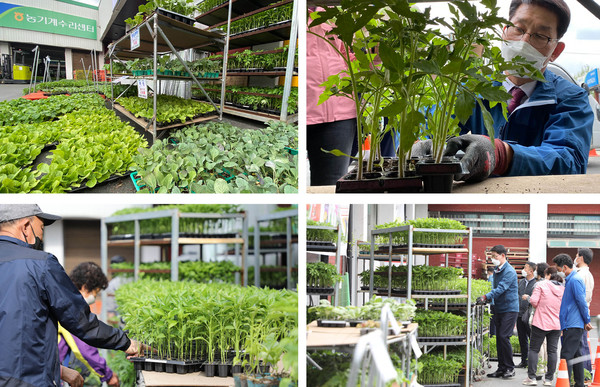 30여 가지의 모종은 모두 인기가 좋다. 모종은 준비한 수량이 소진되면 내년을 기약해야 한다.