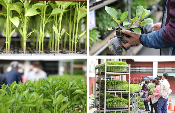 모종시장은 아침 점식 저녁 할 것 없이 10일동안 바쁘게 움직인다.