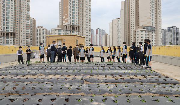 고양중학교 학생들이 신도농협이 지원한 각종 모종을 심고 옥상 텃밭을 가꾸며 기뻐했다. 