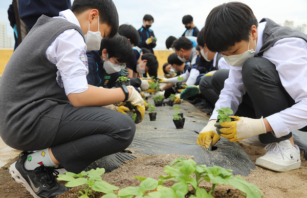 학생들은 조심스럽게 모종을 심으며 튼튼하게 성장하길 바랐다.