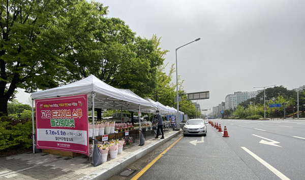 일산서구청 앞에 마련된 드라이브 스루 플라워마켓.