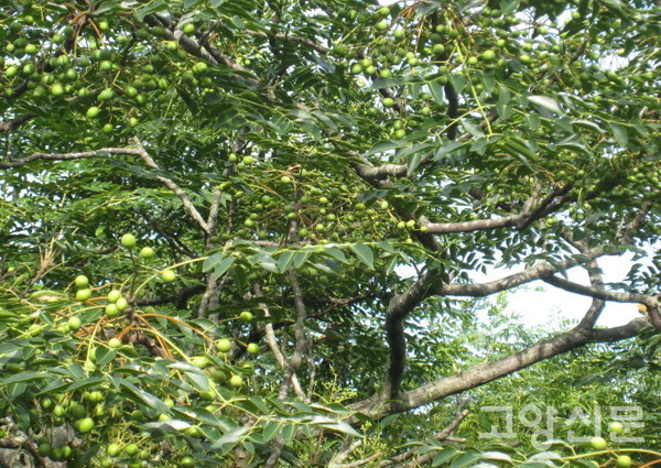 멀구슬나무 익기 전 열매. '섬이 보이는 풍경' 오른쪽에 자리하고 있는 나무가 멀구슬나무다. [사진=김윤용]