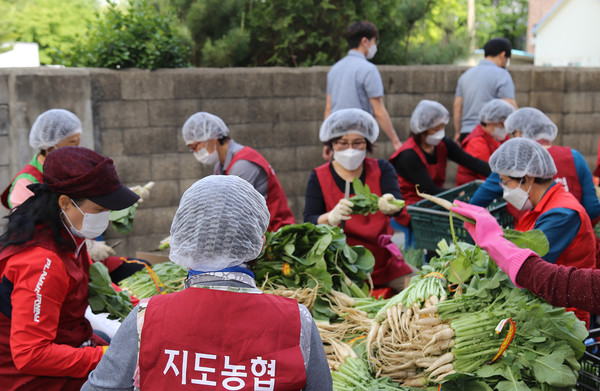 열무를 다듬는 농가주모 고향주모 회원들. 이 두단체의 역할은 컸다. 또한 하눅농업경영인회 지도지구회의 아낌없는 후원 역시 열무김치를 담그는데 큰힘이 됐다.