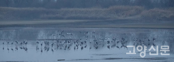 장항습지 겨울무논을 찾아온 재두루미들 [사진제공=한강하구 장항습지보전협의회]