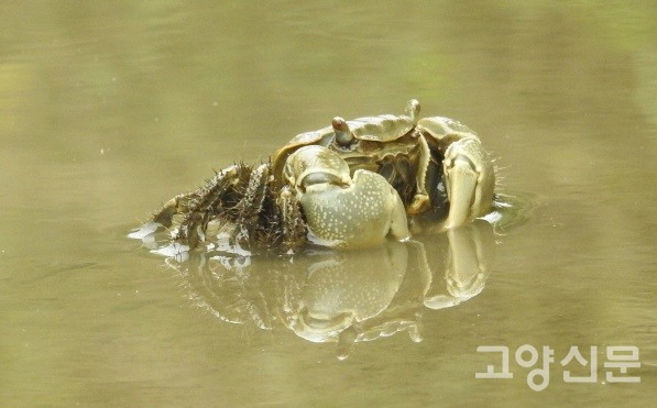 장항습지에서 버드나무와 공생하는 말똥게 [사진제공=에코코리아]