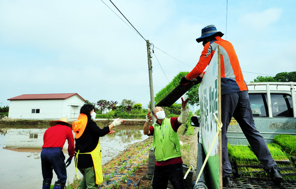  ‘우리동네 용마름 얹기’를 위해 사전 작업인 모내기 행사를 가진 정발산동 주민자치회.