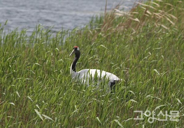 중국 치치하얼 자룽습지의 두루미 [사진제공=한동욱]