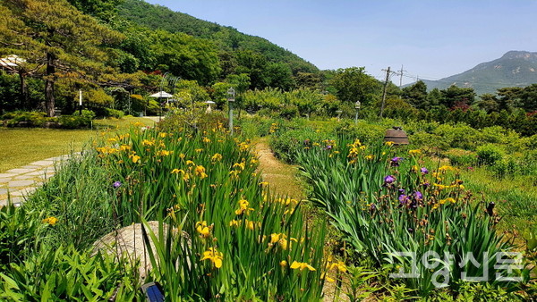 토종 붓꽃이 화사하게 꽃을 피운 정원