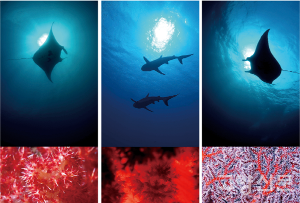 정상근 작가의 연작 사진. 만타가오리와 상어의 모습이 연산호·부채산호와 조화를 이룬다.