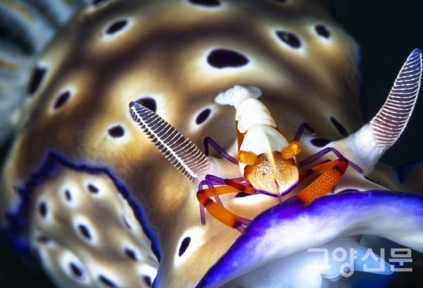 최혜원 작가의 작품 '황제 새우와 바다 달팽이'