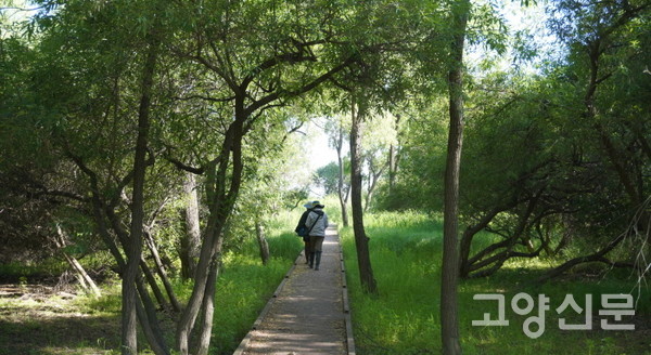 에코코리아 장항습지 모니터링팀 회원들이 탐방로를 따라 습지 안쪽으로 이동하고 있다.