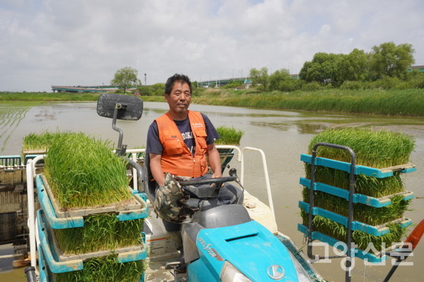장항습지 논에서 모내기를 하고 있는 농민 이찬씨. 