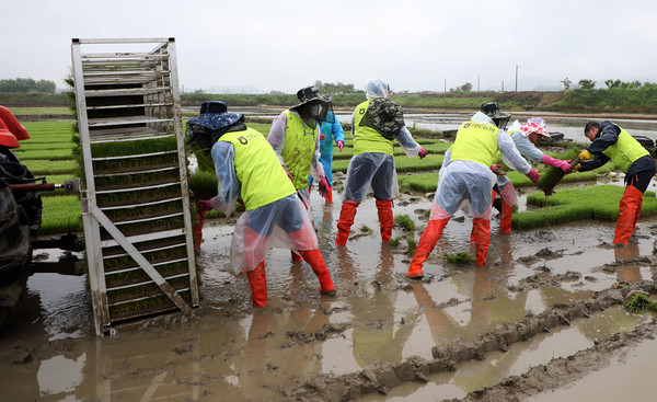 김한모 조합장을 비롯해 신도농협 농촌 봉사대가 비가 오는 가운데 농촌지원 활동을 펼치고 있다.