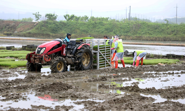 모판은 트랙터로 나르지만 일일이 손으로 옮기는 작업을 해야 한다.