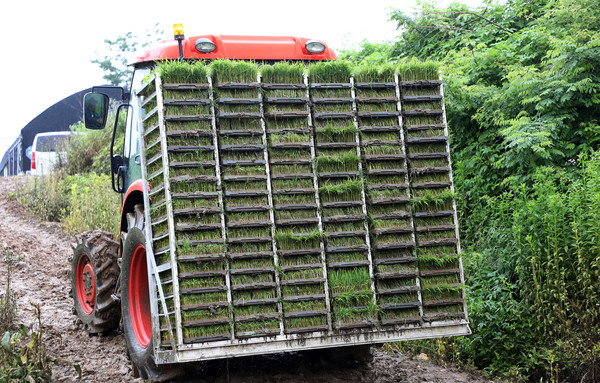 트랙터에 가득 실린 모판은 모내기를 위해 다른 논으로 이동했다.