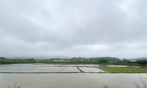 이날은 비가 많이 와 논에는 물이 가득했다.