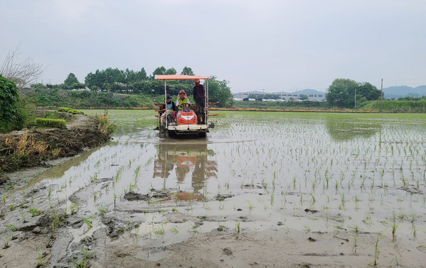  6월 3일까지 이어진 모내기는 대풍을 예약한듯 마무리가 잘됐다.