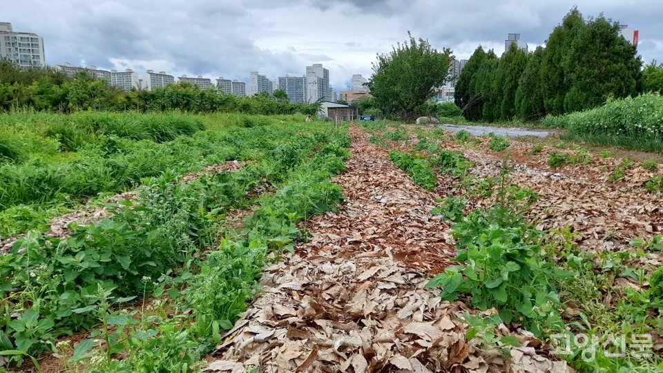 풀이 세력을 넓혀나가는 울금밭  [사진=김한수]