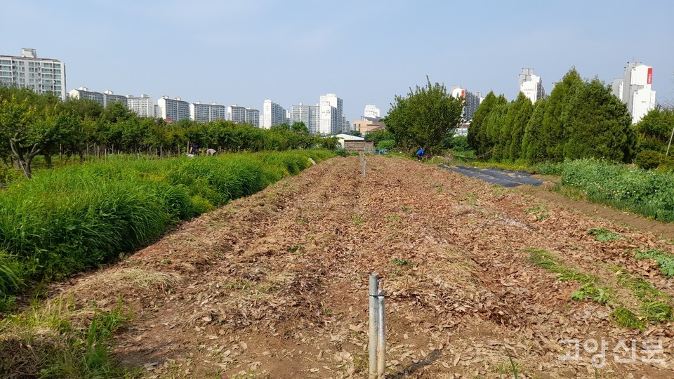 김매기를 끝낸 울금밭  [사진=김한수]