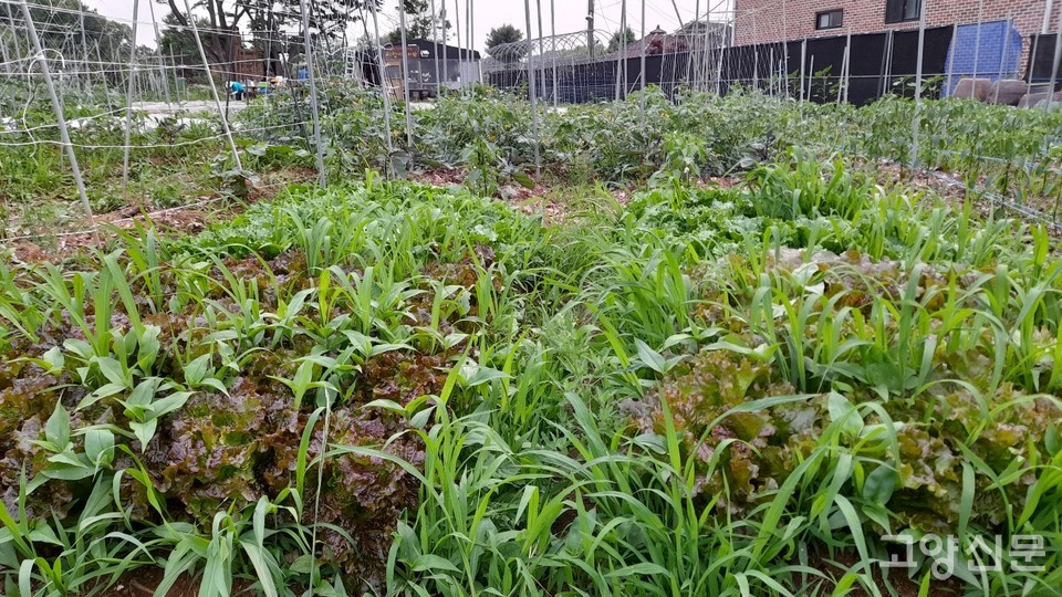 풀과 함께 자라고 있는 상추 [사진=김한수]