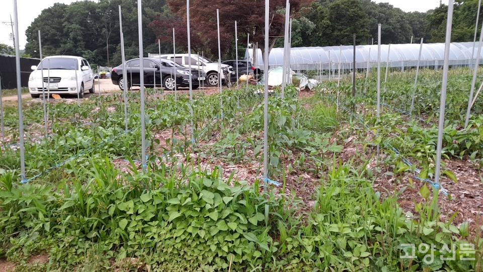 낙엽멀칭을 해도 풀이 무럭무럭 자라는 고추밭 [사진=김한수]