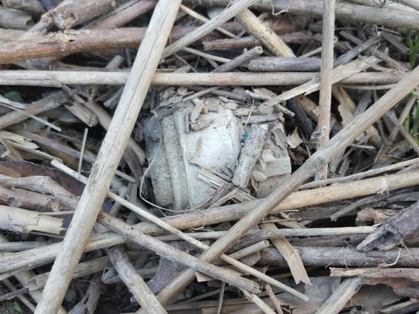 지난해 9월 대덕생태공원에서 민간 지뢰탐지기관에 의해 발견된 M14 대인지뢰의 현장 모습. 고양시 한강하구는 갈대와 갯벌, 조수간만의 차이 등 지형적 특성상 지뢰탐지가 쉽지 않은 지역이다. [사진제공=한국지뢰제거연구소]