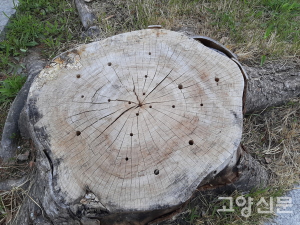 병충해가 나무에 구멍을 뚫어놓은 느티나무. 벨 나무와 살릴 나무에 대한 꼼꼼한 조사가 필요하다. [사진제공=김윤용]