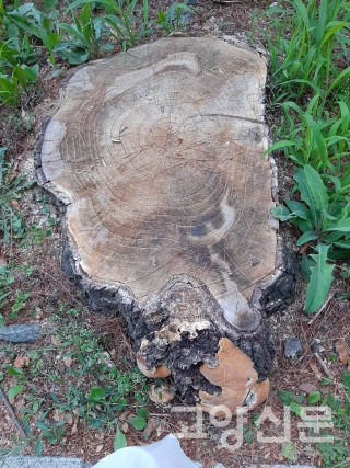 외과적 시술로 충분히 살릴 가능성이 있다고 생각되는 느티나무 가로수 그루터기. [사진제공=김윤용]