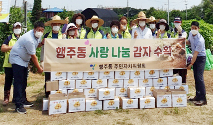 사랑 나눔 감자를 수확한 행주동 주민자치위원회.